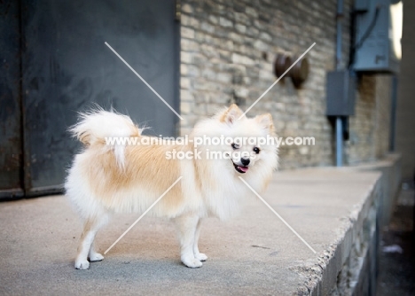 Cream Pomeranian on loading dock, smiling at camera