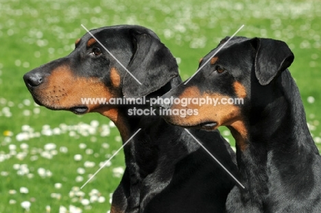 two black and tan dobermann