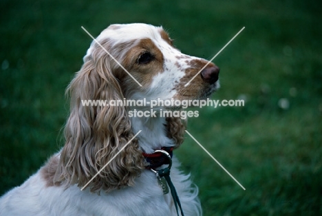 english cocker spaniel portrait