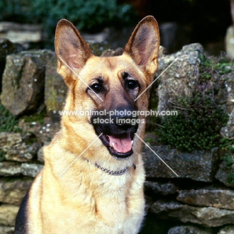 german shepherd dog head study