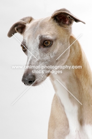 Fawn & White Trim Australian Champion
Whippet, portrait