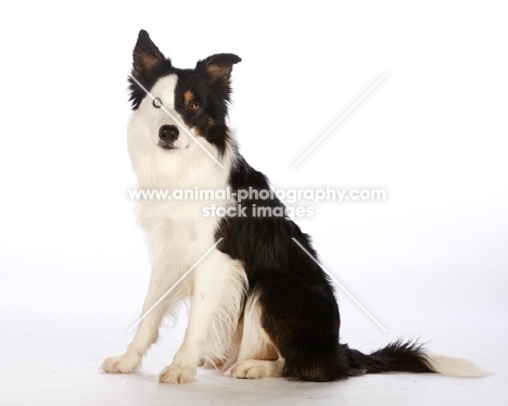 border collie on white background