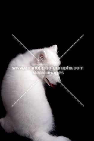 Samoyed puppy, back view