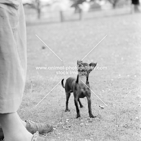 chihuahua looking up at owner