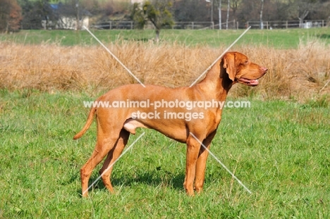 undocked Vizsla