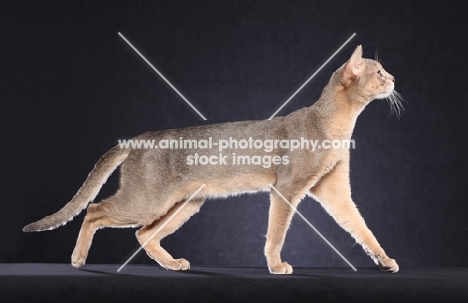 Abyssinian walking on dark blue background, side view