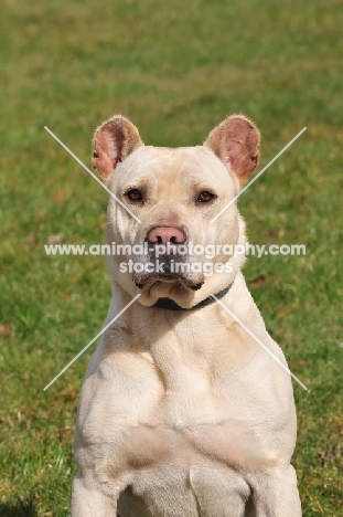 Cimarron Uruquayo dog looking at camera