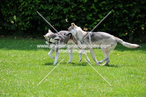 Tamaskan dogs playing