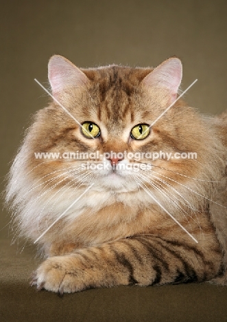 Siberian cat, portrait