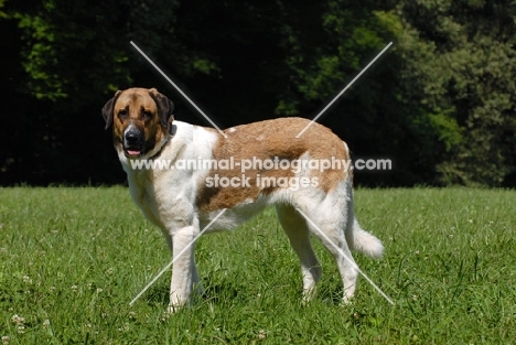 transmontano mastiff, portguese herder, on grass