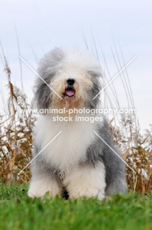 Old English Sheepdog