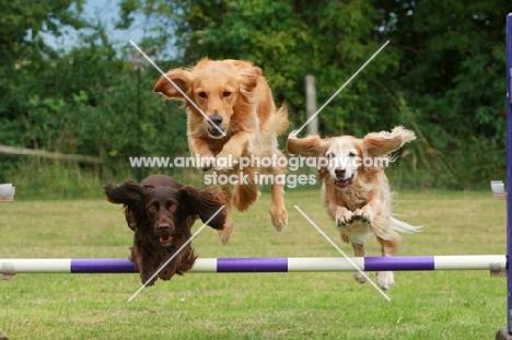 Golden Retriever, Spaniel (English Cocker), agility