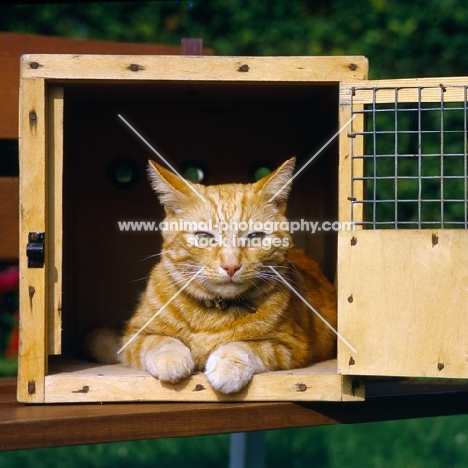 ginger cat in carrying box