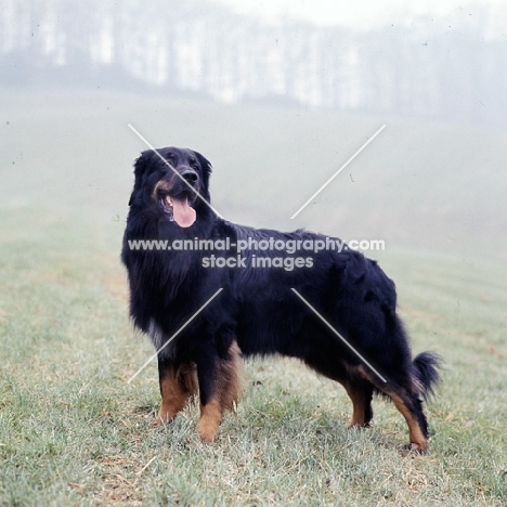 champion black and tan hovawart standing in a field