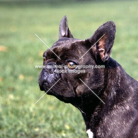 french bulldog 
 portrait