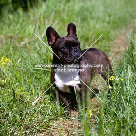 ch merrowlea opal of boristi,   french bulldog 