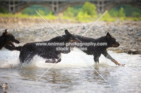 Three Beauceron run in the river