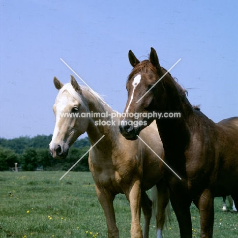 yearlings, palomino and chestnut horse (unknown breed) standing together