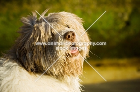 Polish Lowland Sheepdog (aka polski owczarek nizinny), hair covering eyes