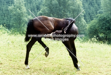 lipizzaner foal at piber nibbling an itch