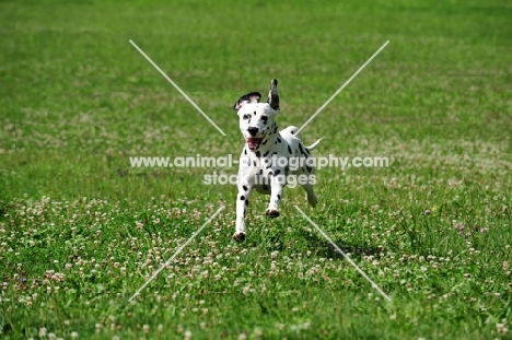 black spotted Dalmatian running in field