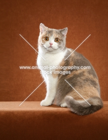 British Shorthair on orange background