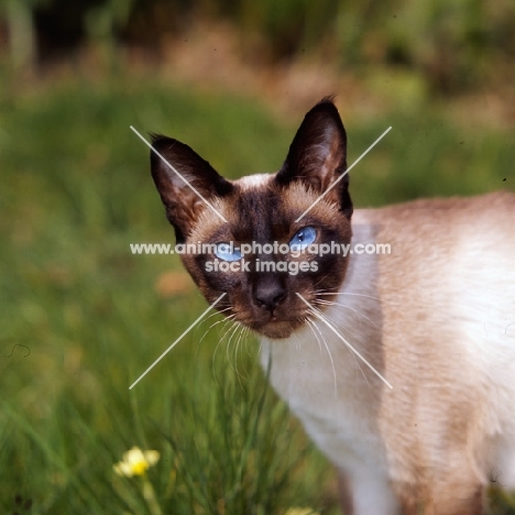 seal point siamese cat looking at camera with shining eyes