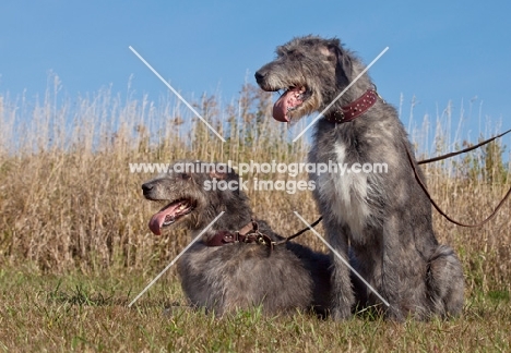 two Irish Wolfhounds, one sitting one lying down