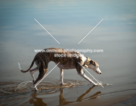 Whippet walking through water