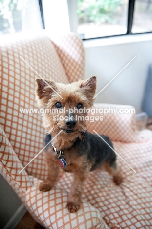 yorkshire terrier mix standing on orange and white chair