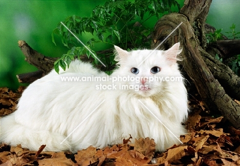 white Norwegian Forest cat in autumn leaves