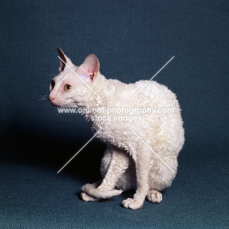 cornish rex sitting down