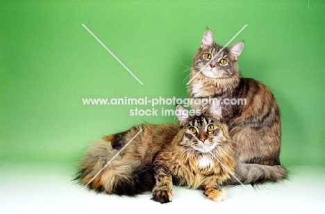 Red tortie Silver Maine Coon, with a blue tortie Maine Coon