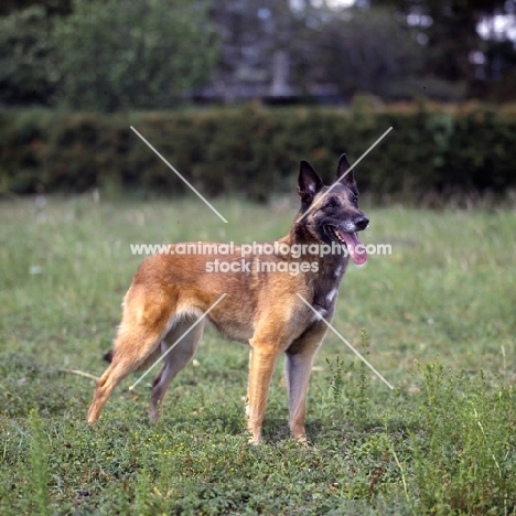 tiffany,  malinois standing on grass