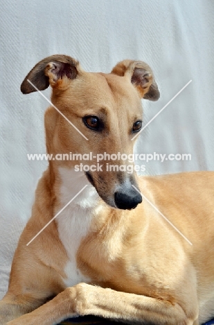 greyhound, ex racer, all photographer's profit from this image go to greyhound charities and rescue organisations