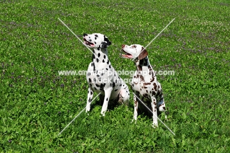 black spotted and brown spotted Dalmatians sitting down