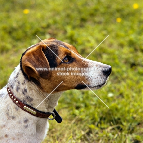 head shot of a jack russell terrier