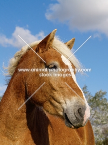 Haflinger portrait