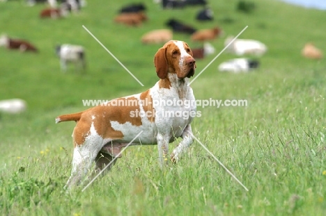 Bracco Italiano on hillside