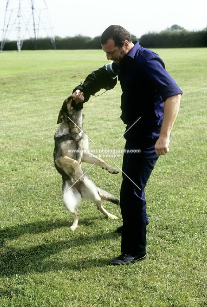 training a german shepherd dog for police work