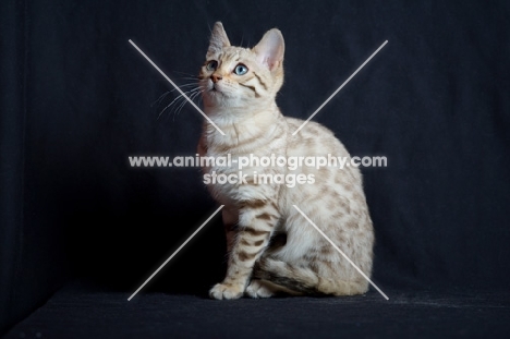 snow bengal cat sitting, studio shot on black background