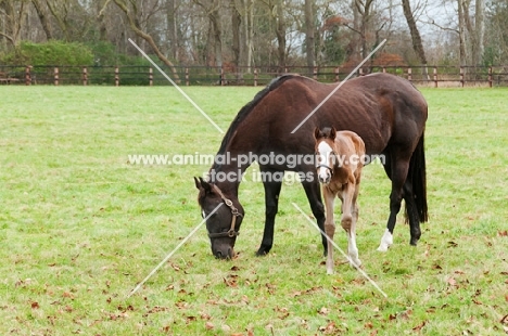 Thoroughbred mare and foal