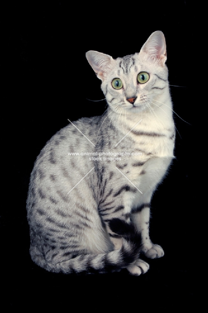 silver egyptian mau sitting