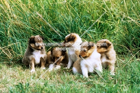 five shetland sheepdog puppies from glenmist kennel