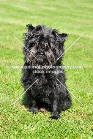 Affenpinscher sitting on grass