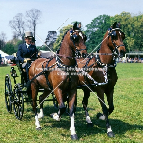 pair of hackney horses in harness in driving competition 