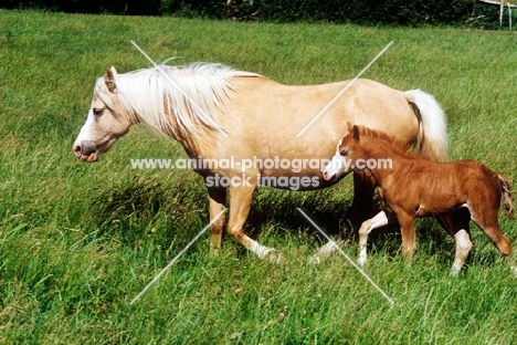 welsh mountain pony mare and foal at pendock stud