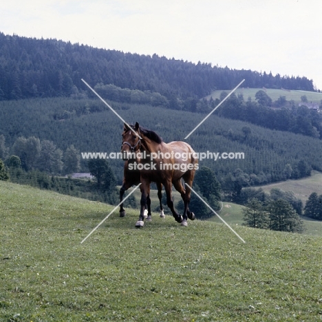 Austrian Half bred mare and foal cantering up hill