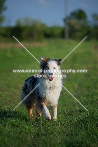 blue merle australian shepherd walking and looking towards camera