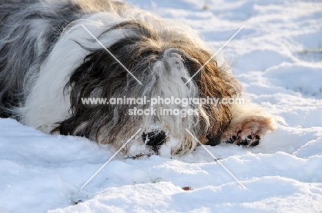 Polish Lowland Sheepdog, (also known as Nizinny)